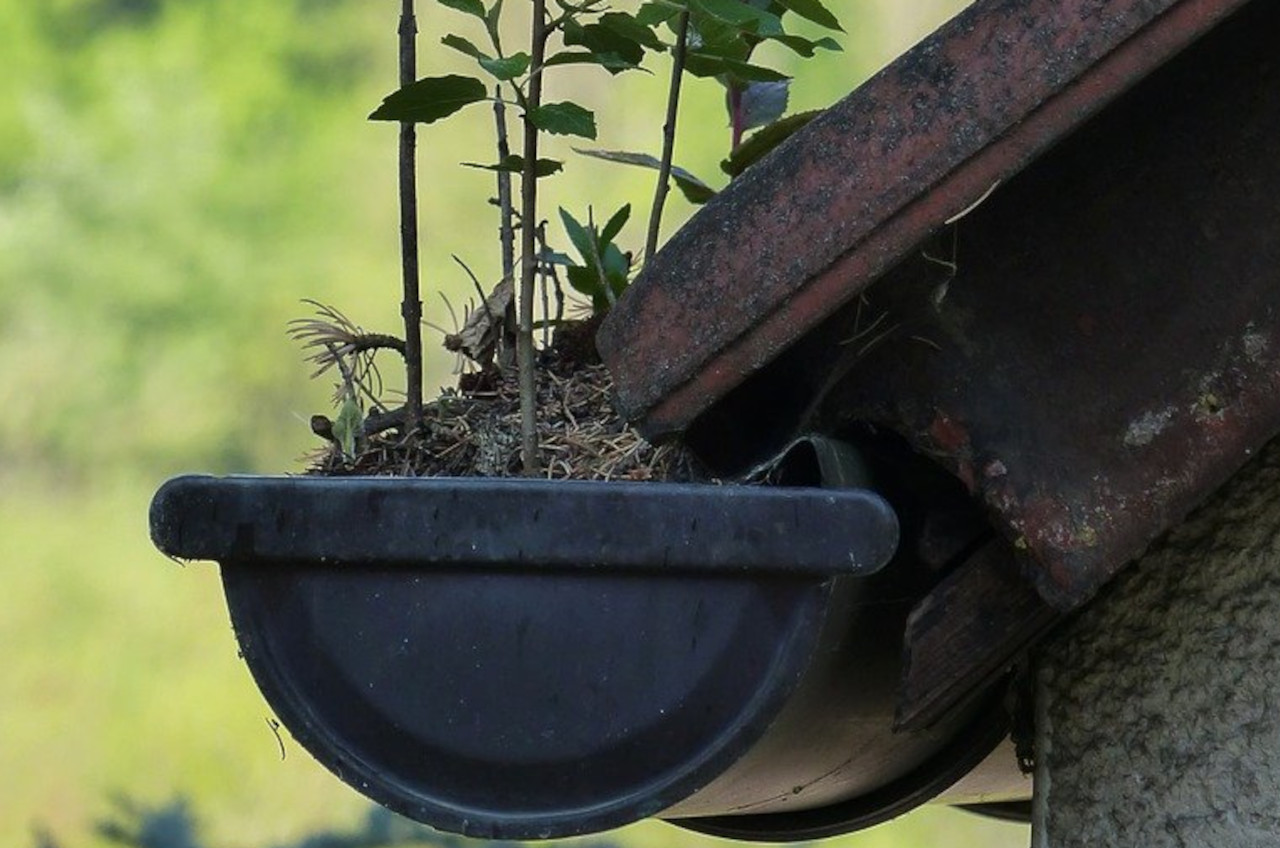 Eavestroughs Need Yearly Maintenance Done Right - before they become full and even overgrown, causing damage to them as roots tear seams and joints apart.