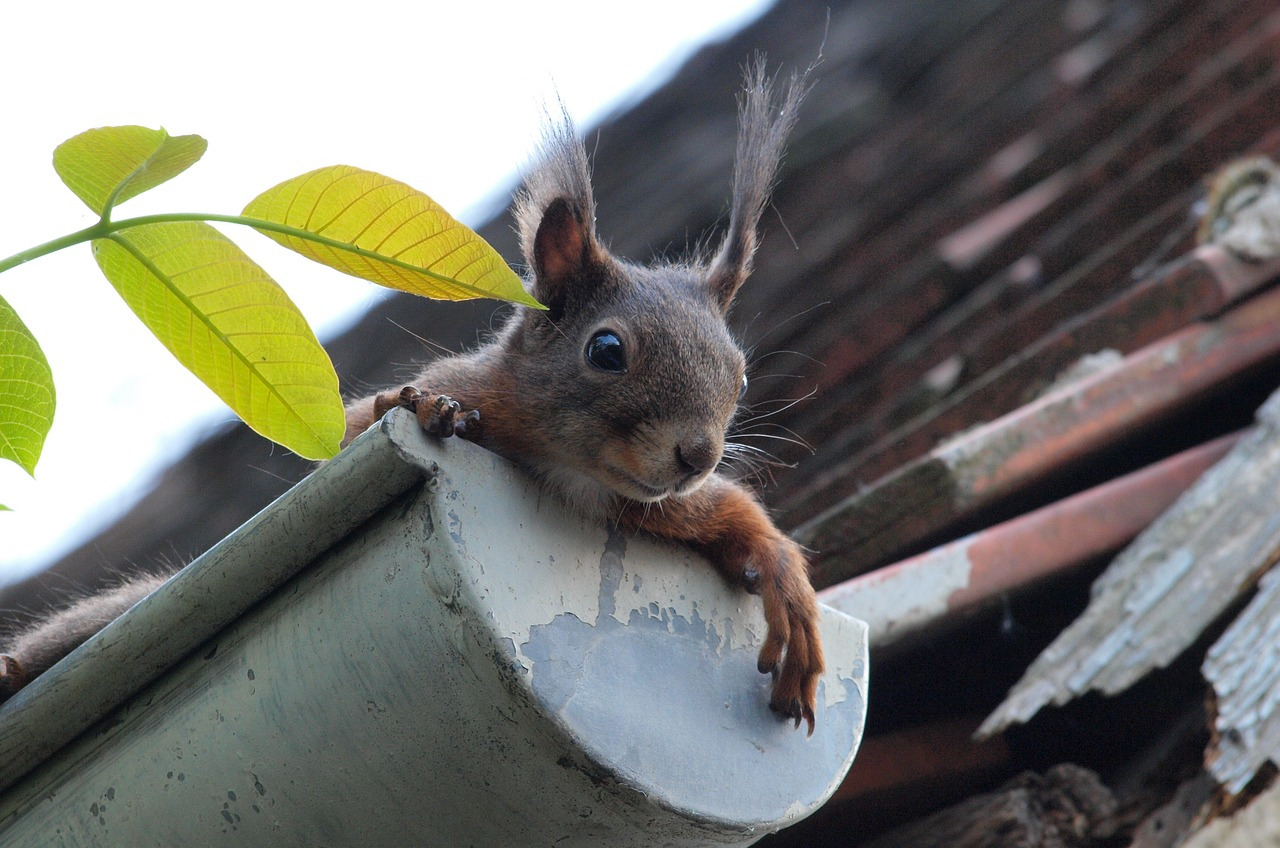 Trees and wildlife leave debris in eavestroughs which need yearly cleaning Done Right.